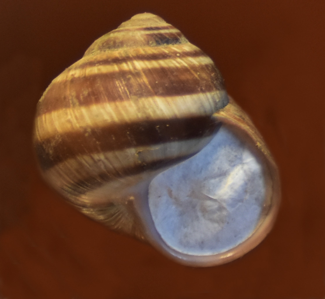 Helix delpretiana?